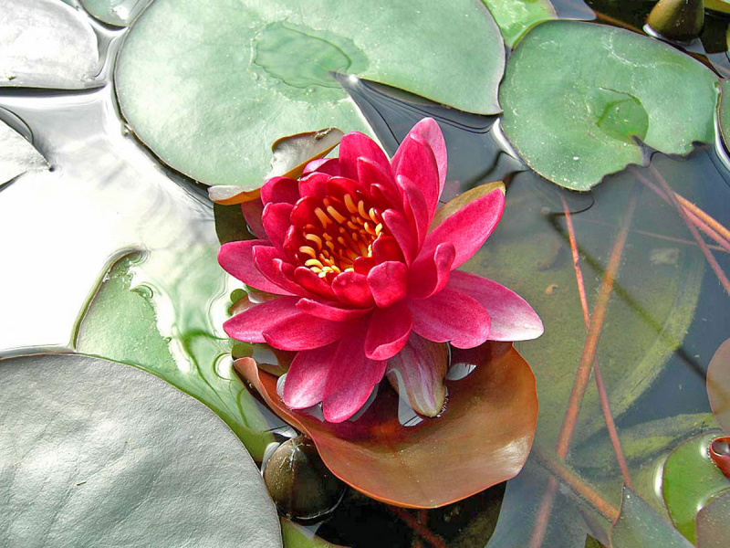Zwerg-Seerose - Nymphea Perry's Baby Red